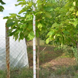 Катальпа штамб 230-250 см